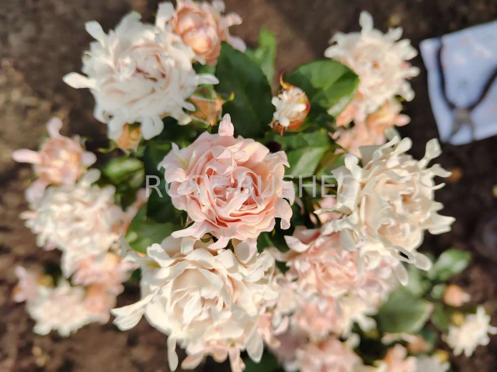 ���� ������. Sweet Ruffles. (�����, ����.) 